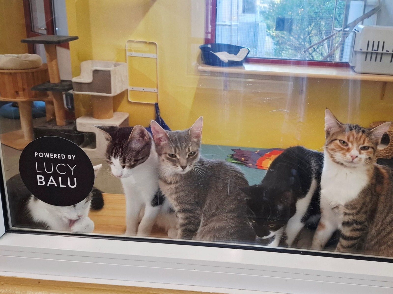 Tierschutzhaus Vösendorf Tierschutzhaus Vösendorf