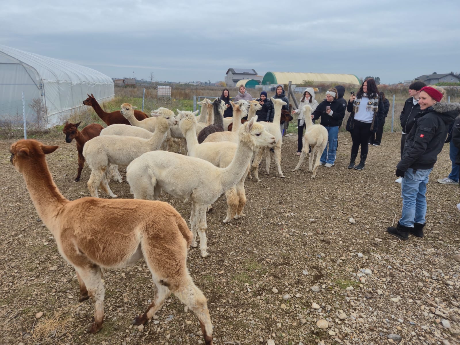 Lehrausgang zum Bio-Alpakahof Theresienfeld