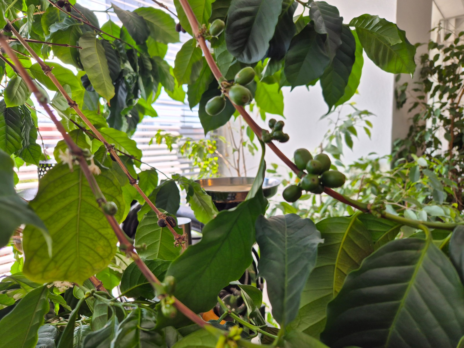 Exkursion_Schärf 4 Auf dem Bild ist eine Kaffeepflanze mit glänzenden grünen Blättern und kleinen, unreifen grünen Kaffeekirschen zu sehen. Sie steht in einem hellen Innenraum mit anderen Pflanzen im Hintergrund.
