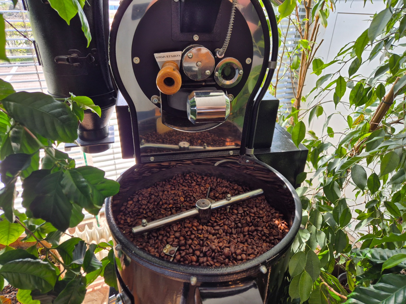 Exkursion_Schärf 5 Eine Kaffeeröstmaschine mit frisch gerösteten Bohnen steht zwischen grünen Pflanzen. Das Foto entstand während einer Exkursion bei Schärf.