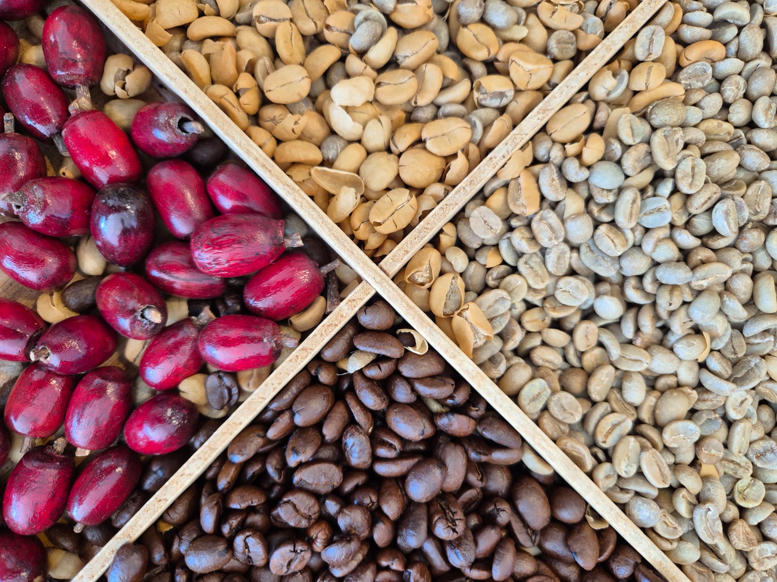 Exkursion_Schärf 6 Auf dem Foto sind vier Sorten von Kaffeebohnen und Kaffeekirschen zu sehen – rote Kaffeekirschen, helle rohe Bohnen, grüne unbehandelte Bohnen und dunkel geröstete Bohnen. Sie liegen in einem Holzrahmen, der die verschiedenen Entwicklungsstadien des Kaffees zeigt.