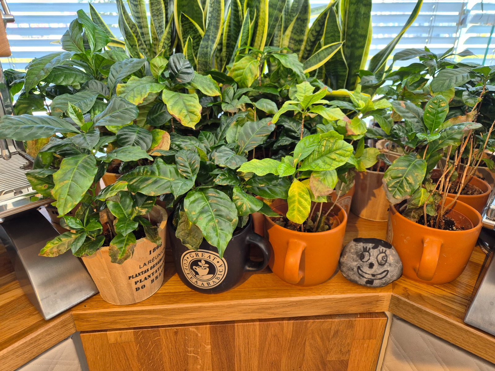 Exkursion_Schärf 8 Mehrere grüne Topfpflanzen, darunter auch kleine Kaffeepflanzen, stehen auf einer hölzernen Eckfläche vor einem Fenster. Die Pflanzen sind in verschiedenen Töpfen und Bechern, daneben liegt ein bemalter Stein mit einem fröhlichen Gesicht.