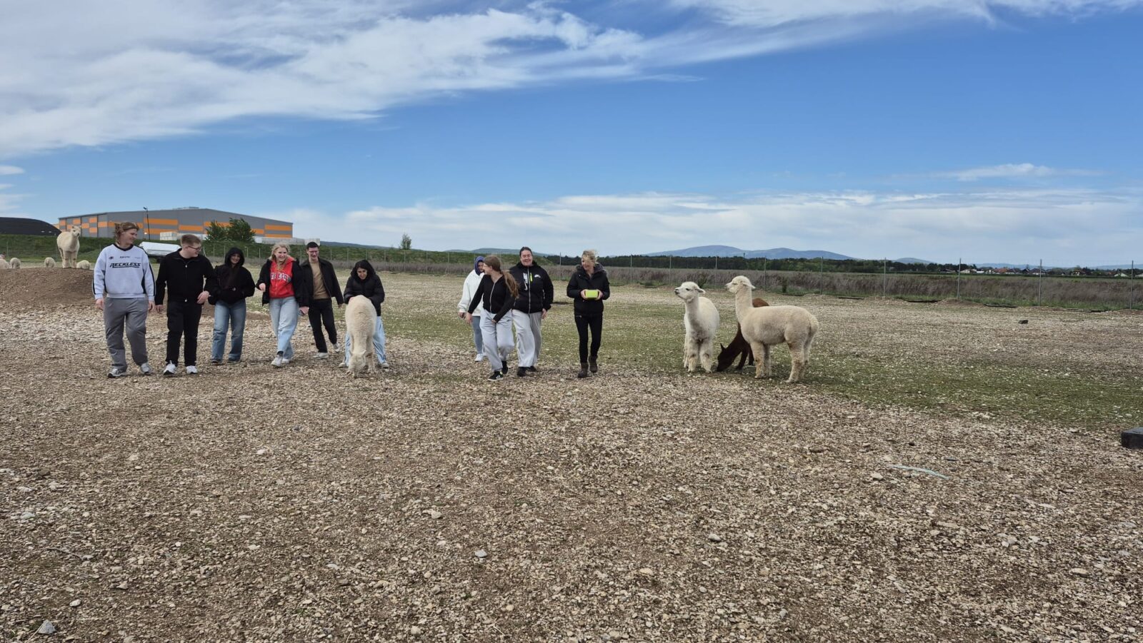 Schüler:innen der LBS Theresienfeld zu Besuch am Alpakahof