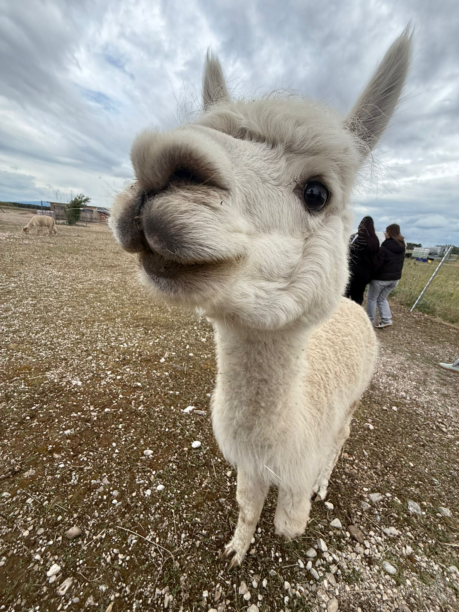 Lehrausgang zum Alpakahof Theresienfeld 🦙
