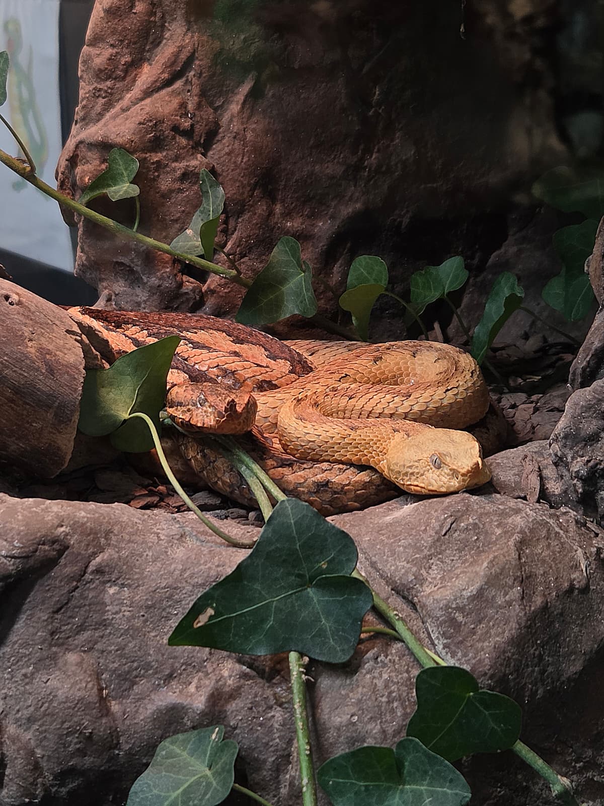 Lehrausgang der Zoofachhändler:innen – Reptilienzoo Forchtenstein